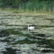 A Duck