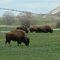 Buffalo
