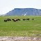 Grazing buffalo off the side of Natural Bridge Rd. (Converse Co. Rd. 13), about 1/5th mile south of its intersection with Spring Canyon Rd. (Converse Co. Rd. 11). Looking east toward Table Mountain (5672 feet summit). Douglas, Wyoming