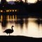 Goose at the Lake