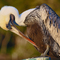 Pelican