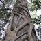 Strangler Fig at Big Cypress Bend