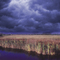 Summer Storm over the Big Cypress