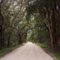 canopy road, at edge of Ocala National Forest, Pittman Fla (8-2010)