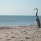 Sea Oats Resort