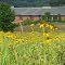 Springfield township office in summer field