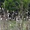 Sleeping egrets