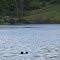 Tody Lake