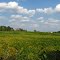 Soy field