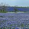 Bluebonnet field
