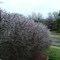 Frozed Bush