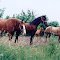 Horses.