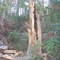 Hurricane Ike damage, Kirby Nature Trail 10/14/08