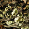Foliose lichens-Big Thicket Preserve