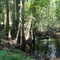 Swamp in Big Thicket National Preserve