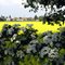 Landsham, in Farben versunken / lost in colours