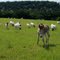 Brazened Donkey, copyright 2010 by John C Karjanis