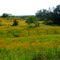 Texas Hill Country Flowers