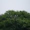 The Birds on Matagorda Island