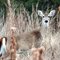 Mule Deer, Palo Duro Canyon, Texas