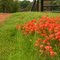 Indian Paint Brushes
