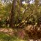 Seven trees on Indian Creek
