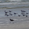 Birds just chillin' on the Texas coast