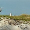 Great Blue Heron at Corpus Christi / North Padre Island