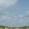 brown pelican's@the beach