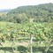 Oak Glenn Winery - Hermann Mo