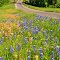 Covered bridge and wildflowers in Texas