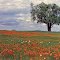 Texas Spring