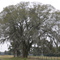 Spanish moss covered oak tree - Plantation Ranch near Romayor, TX