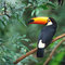 cute tucan :D