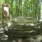Rock in the Woods