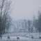 Winter Deer