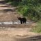 Black Bear On Atv Trail IronRiver Wisconsin