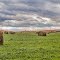 Bales