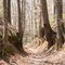 Sunken Trace