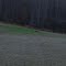Deer in field