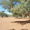 A shady place in a hot land