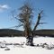 adaminaby-2007.jpg
