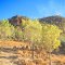 On the road to Lawn Hill Gorge