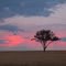 Dusk over tree by David Gibbs