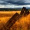 fenceline by David Gibbs