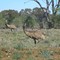 Emu's near Aramac