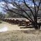 Aramac Old Rail Bridge