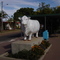 White Bull in Amarac