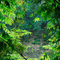 Bamboo along the Ciliwong River, Depok