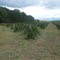 Christmas Tree Farm